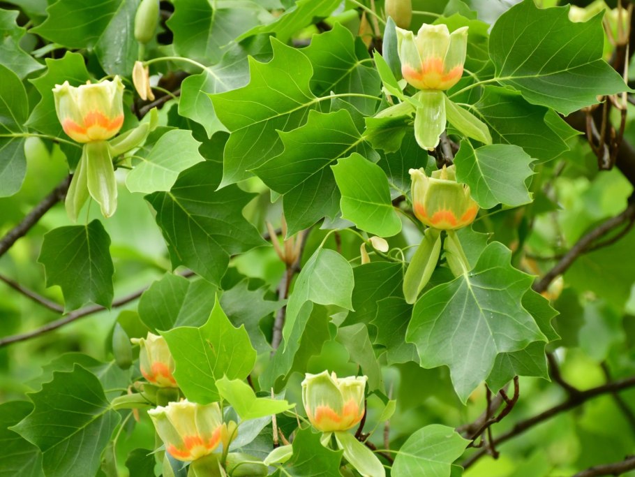 Лириодендрон Тюльпановый Liriodendron tulipifera