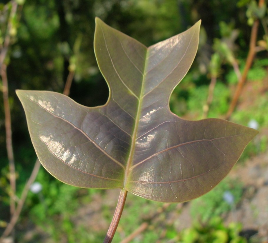 Лириодендрон китайский Liriodendron chinense