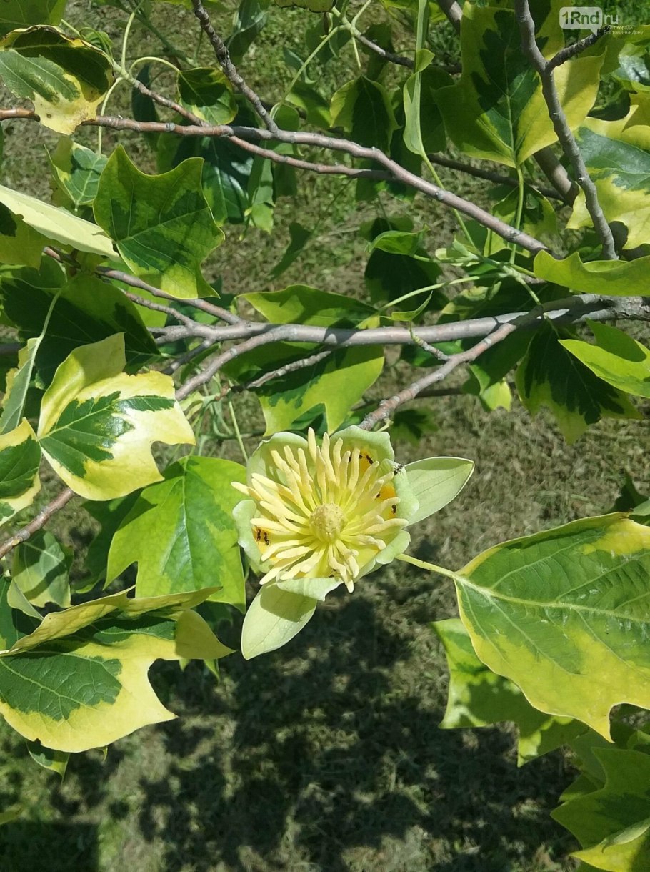 Тюльпановое дерево Лириодендрон