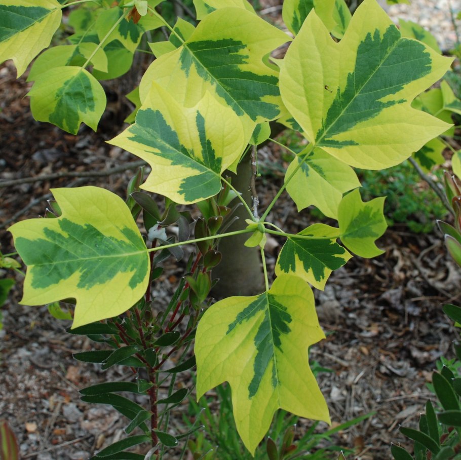Liriodendron tulipifera 'Aureomarginata