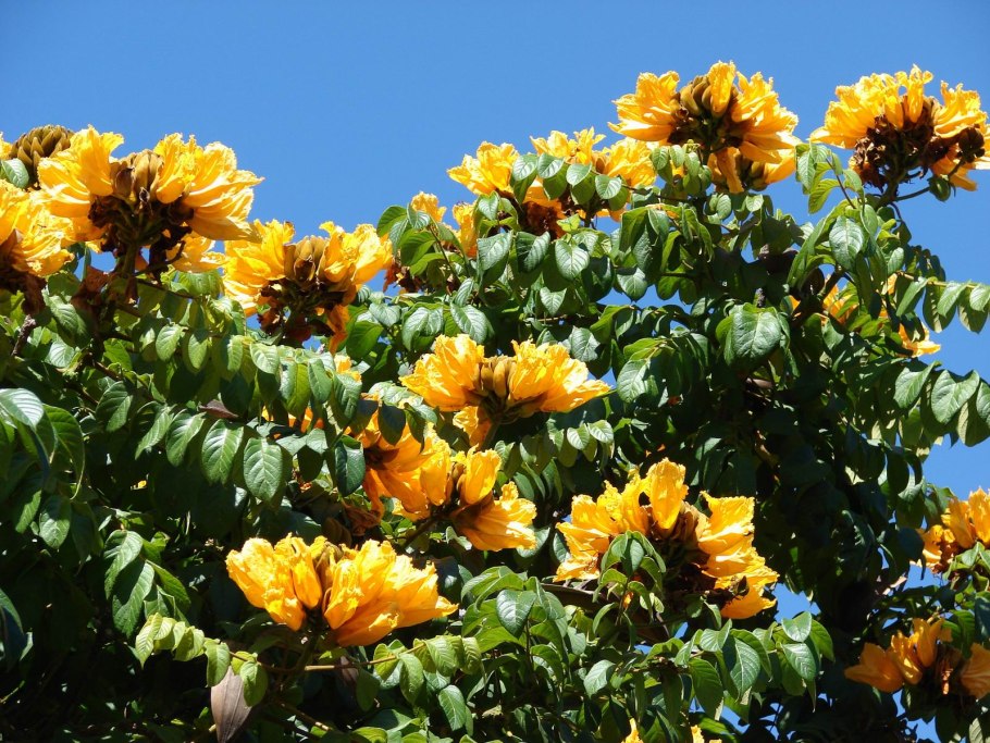 Liriodendron tulipifera тюльпановое дерево