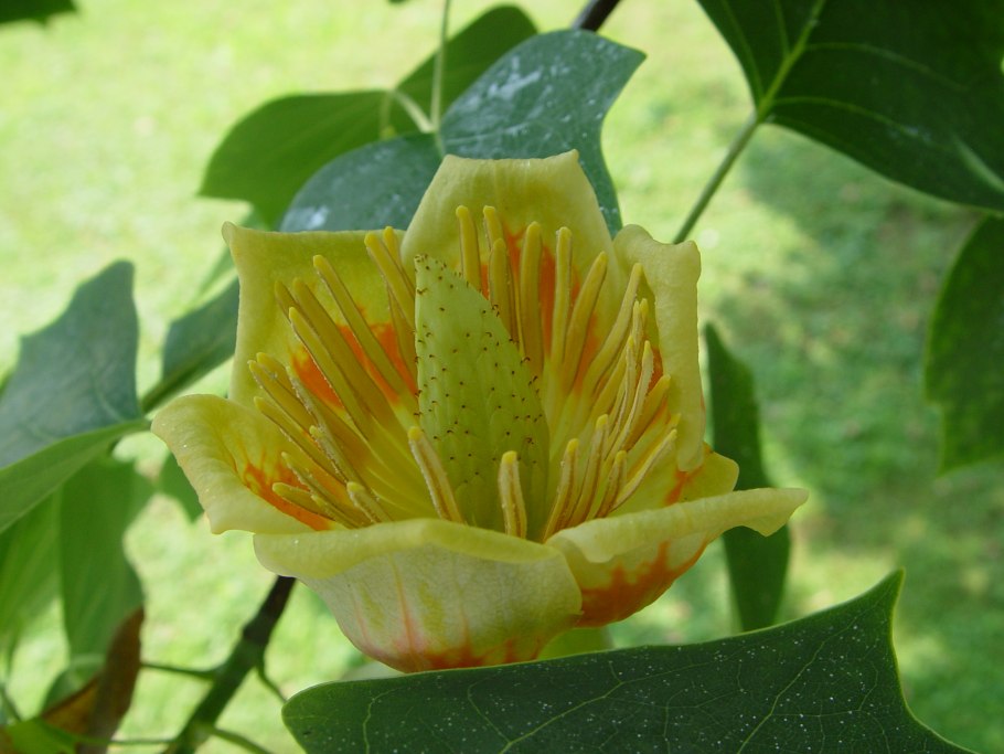 Liriodendron tulipifera тюльпановое дерево