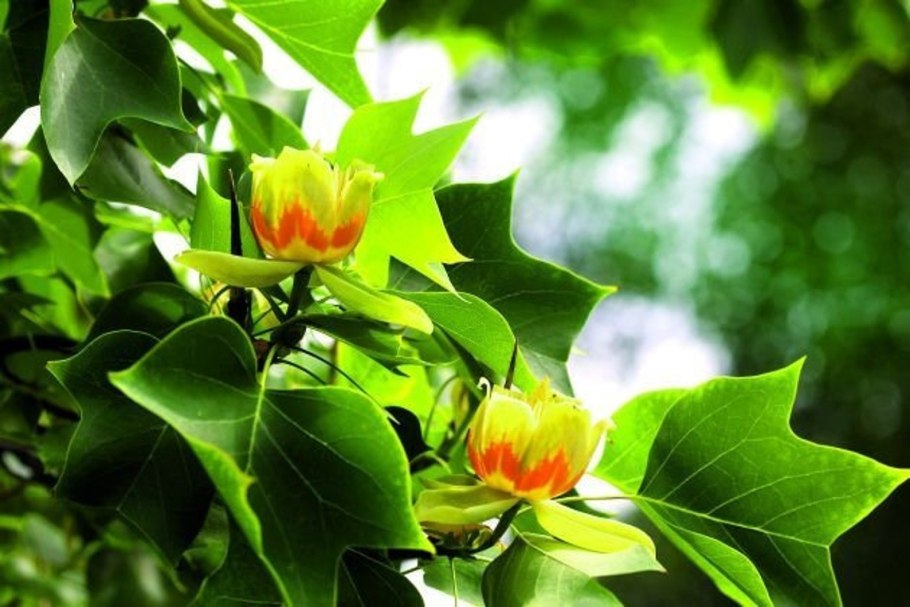 Тюльпанное дерево (Лириодендрон)