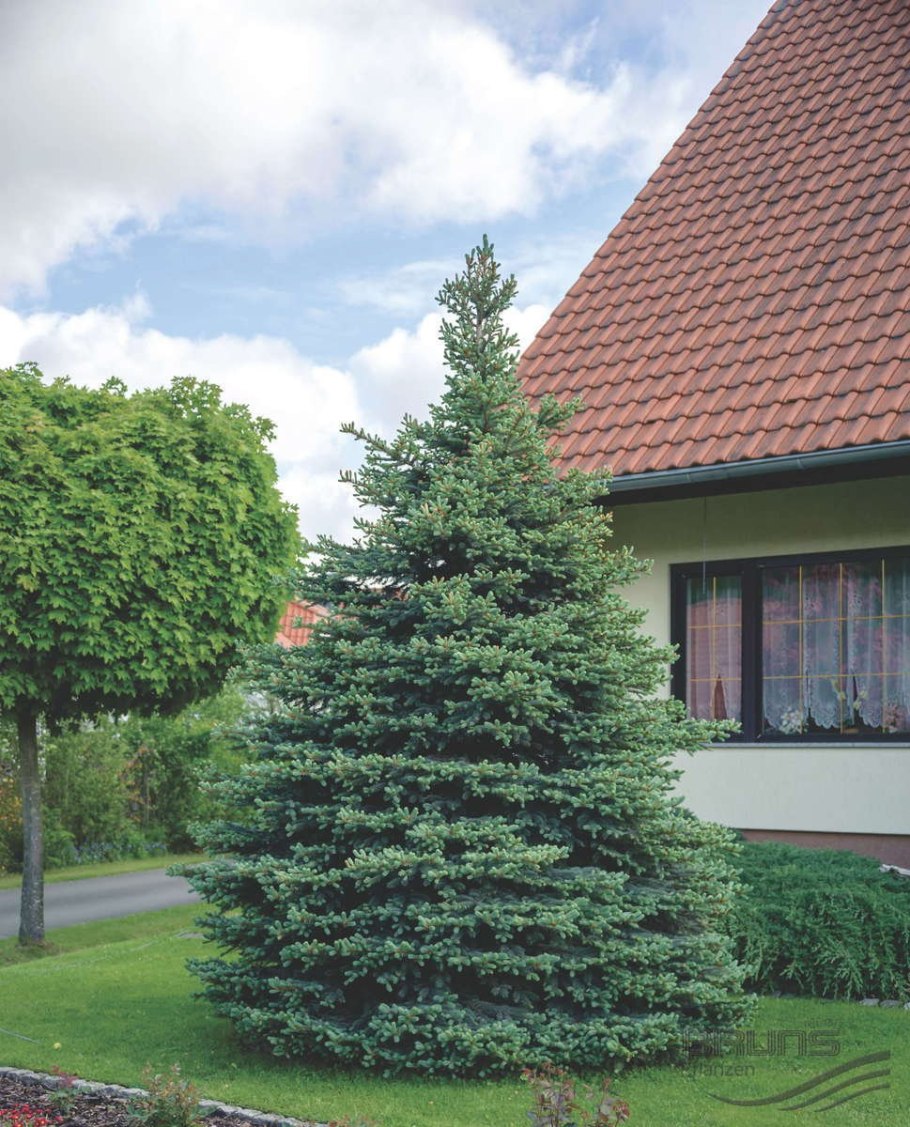 Пихта Фразера Сибирская