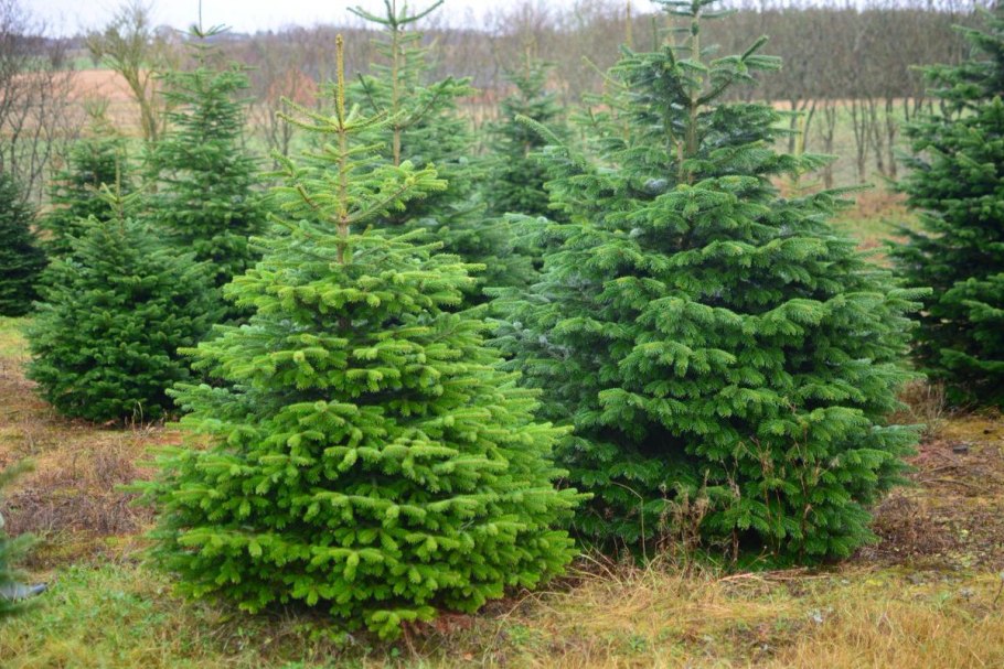 Пихта Нордмана