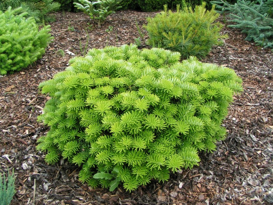 Пихта корейская тундра Abies Koreana 'Tundra'