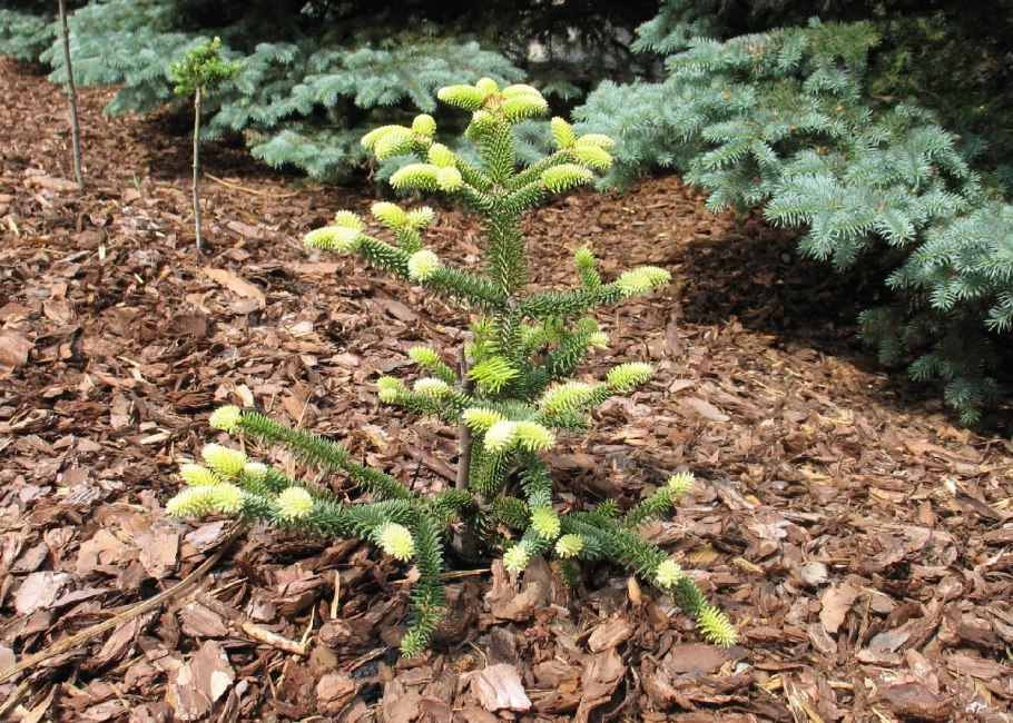 Пихта испанская Ауреа