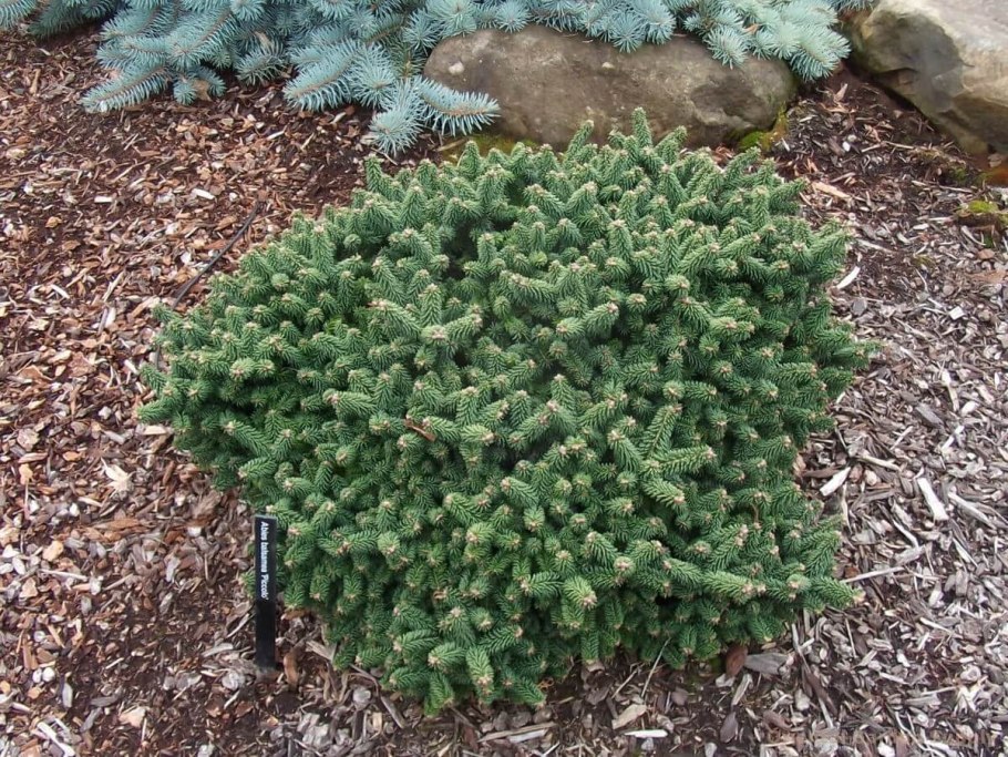 Пихта бальзамическая Пикколо