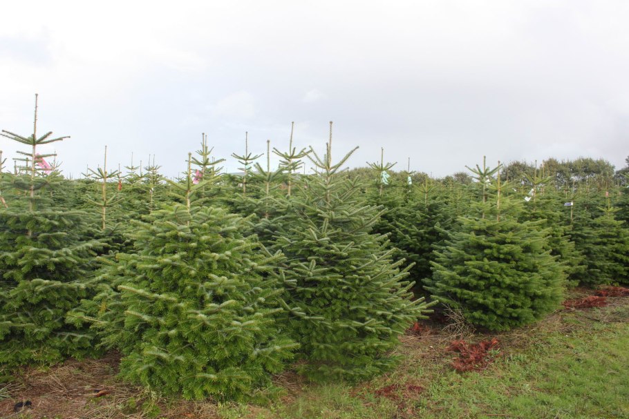 Ель европейская сеянцы