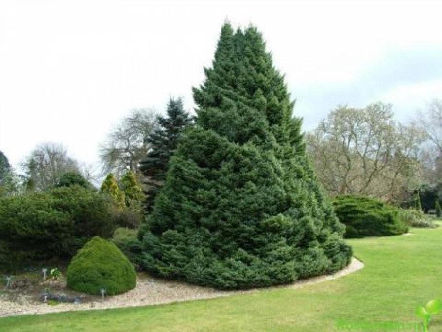 Ель Элеганс