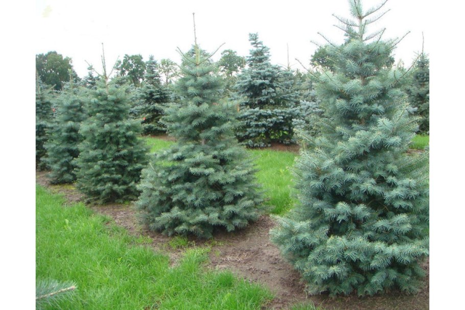 Пихта одноцветная Abies concolor