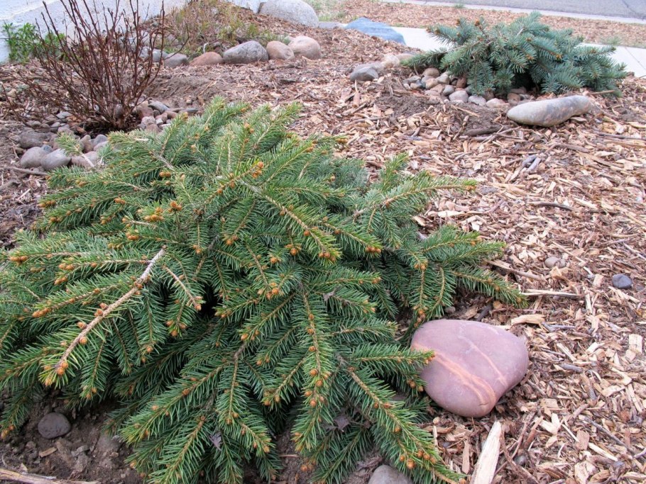 Ель обыкновенная Прокумбенс