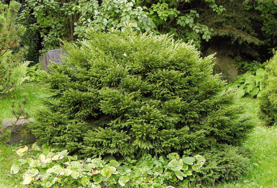Ель обыкновенная компакта Picea Abies compacta