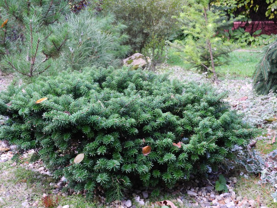 Пихта бальзамическая бриллиант