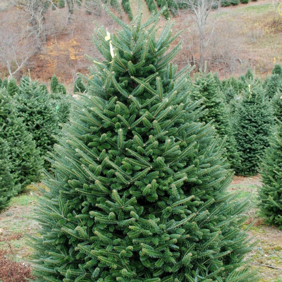 Пихта Кавказская Нордмана