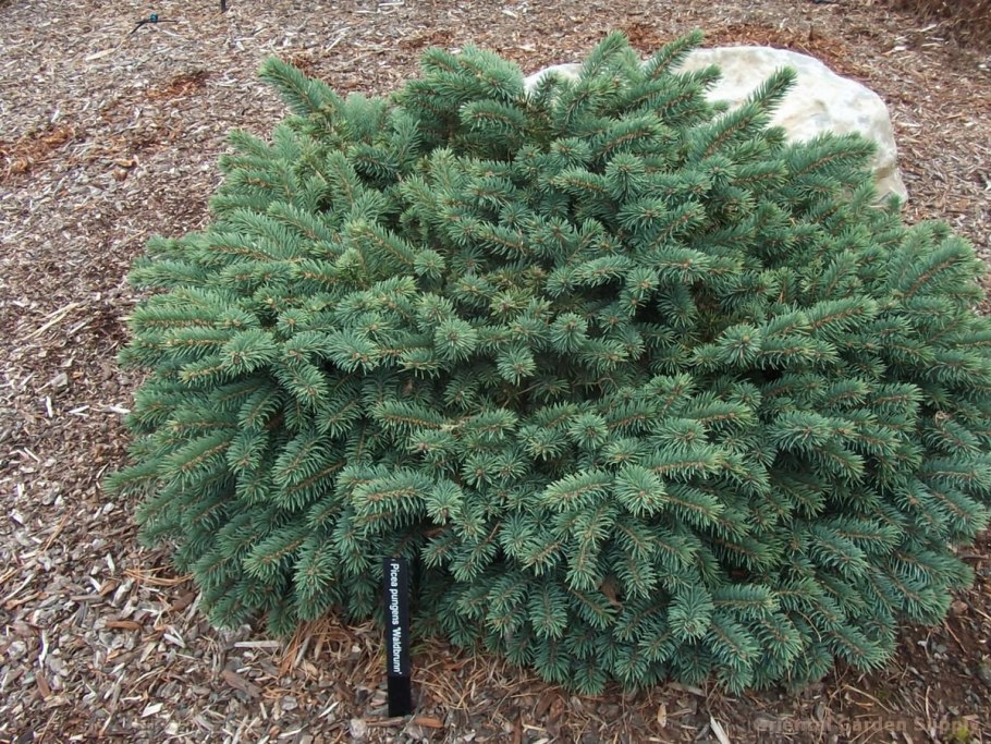 Ель колючая Waldbrunn