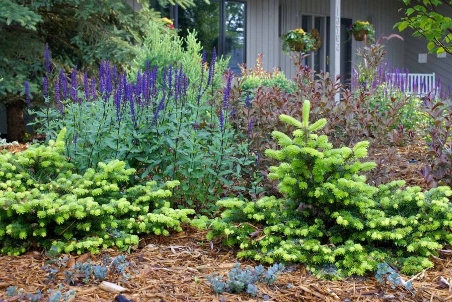 Пихта корейская можжевельник