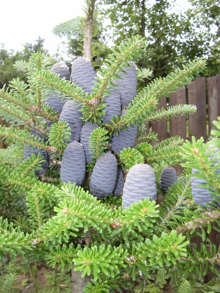 Пихта бальзамическая шишки