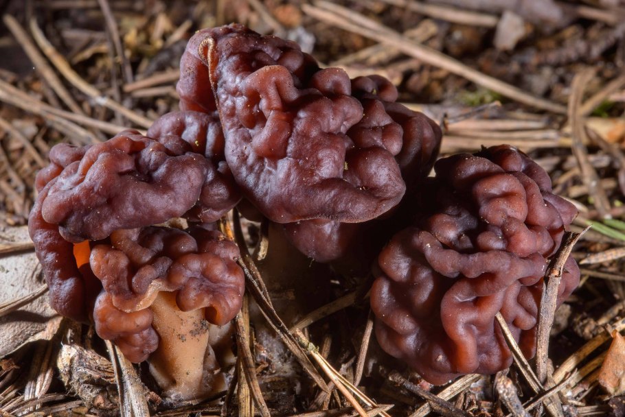 5. Строчок обыкновенный – Gyromitra esculenta