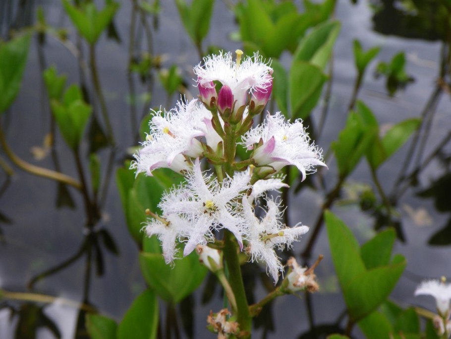 Ряска, пузырчатка биология гидрофиты