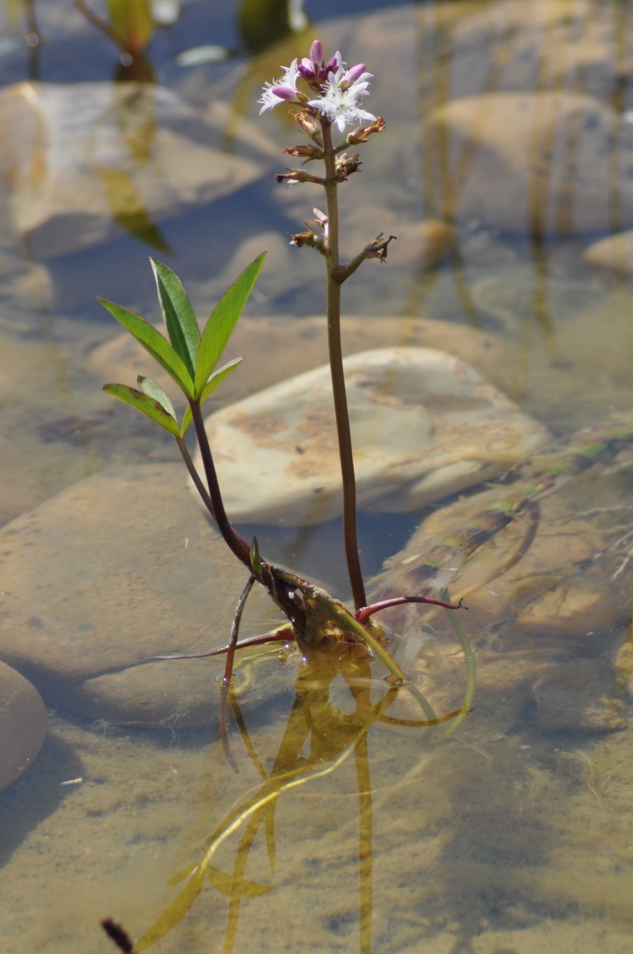 Вахта трехлистная ГФ