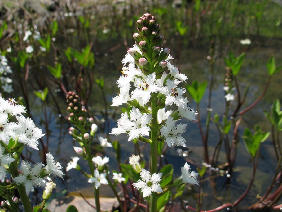 Вахта Болотная трёхлистная
