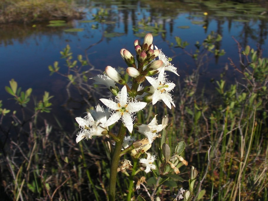 Menyanthes trifoliata