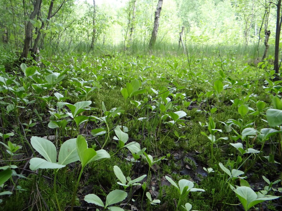 ТРОЕЛИСТКА трава Болотная