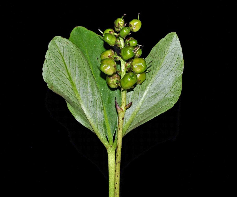 Bogbean растение