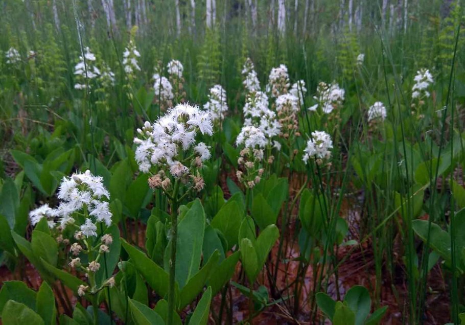 Трилистник водяной (Menyanthes trifoliata.)