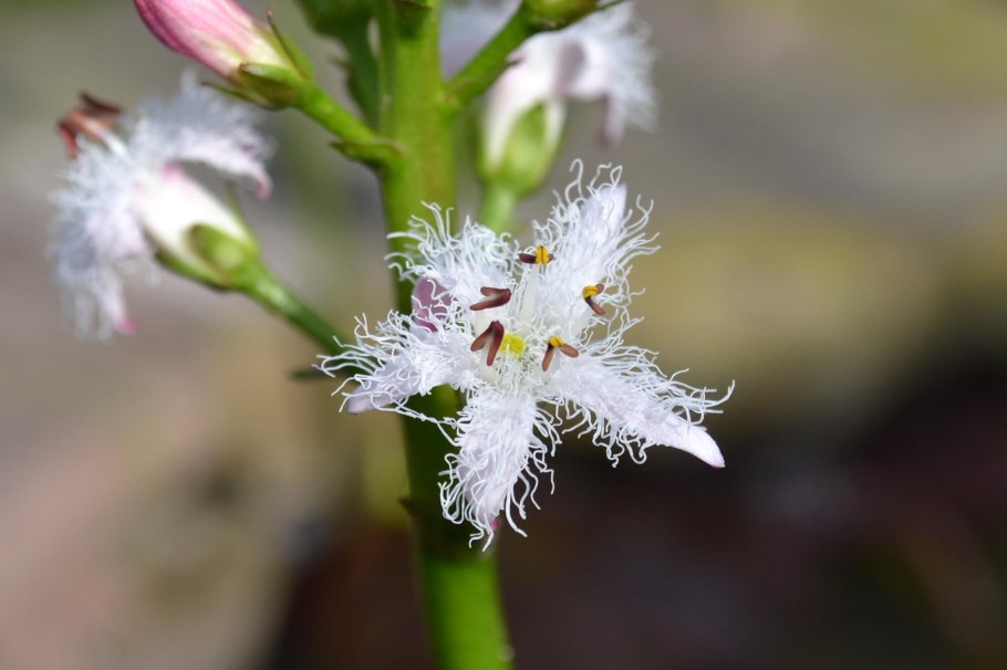 Трифоль вахта трехлистная