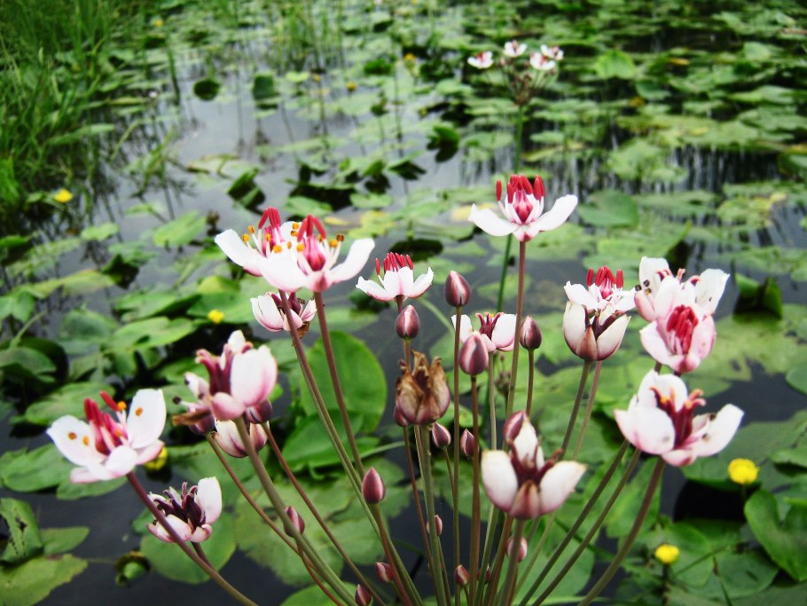 Цветы гидрофиты