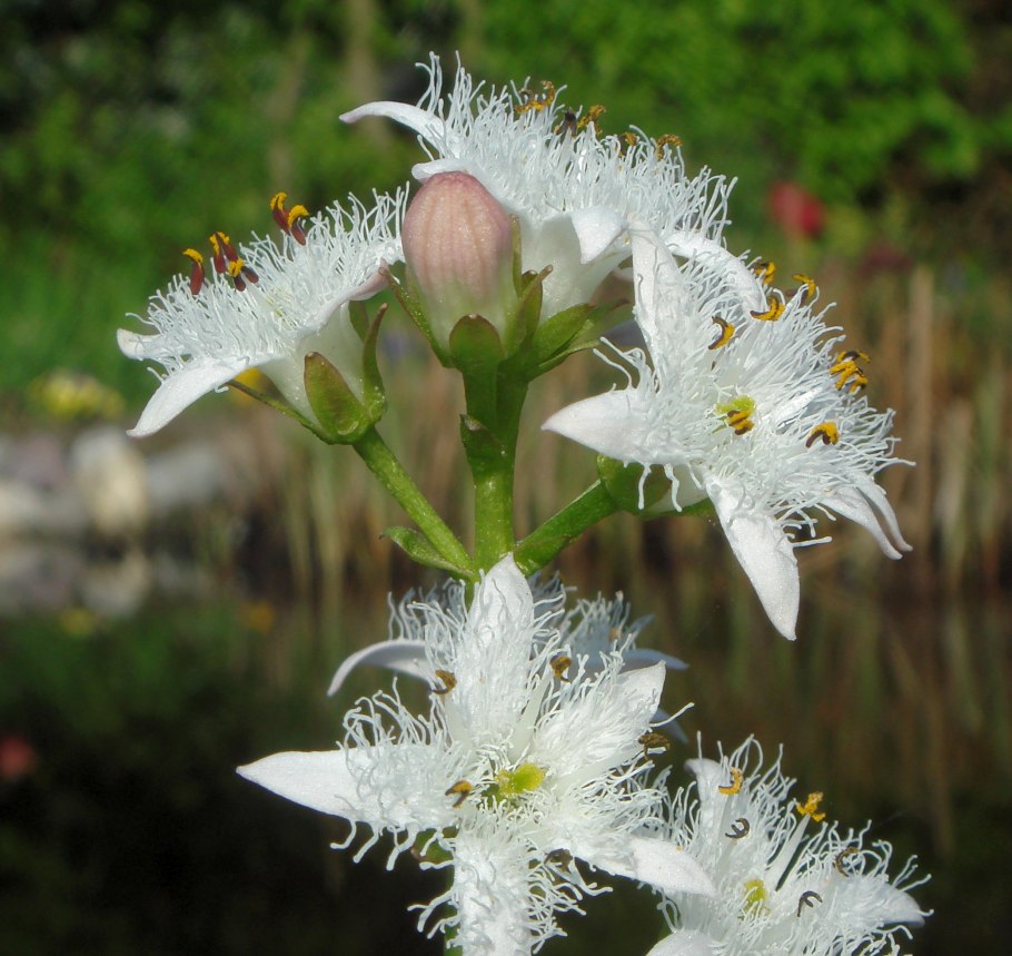 Menyanthes trifoliata
