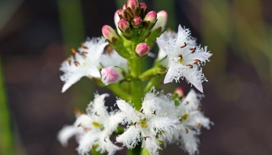 Водяные лилии Миссисипи