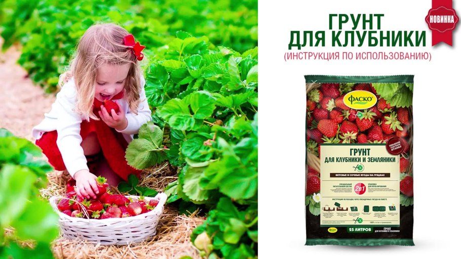 Рыхление клубники