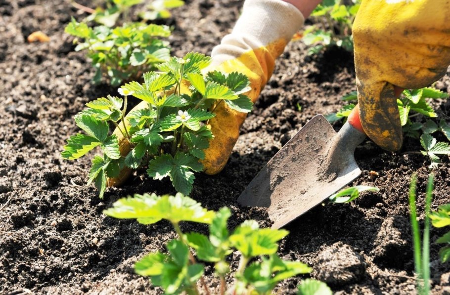 Агротекстиль Agrojutex 100 черный