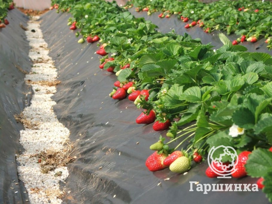 Мульчирование клубники соломой