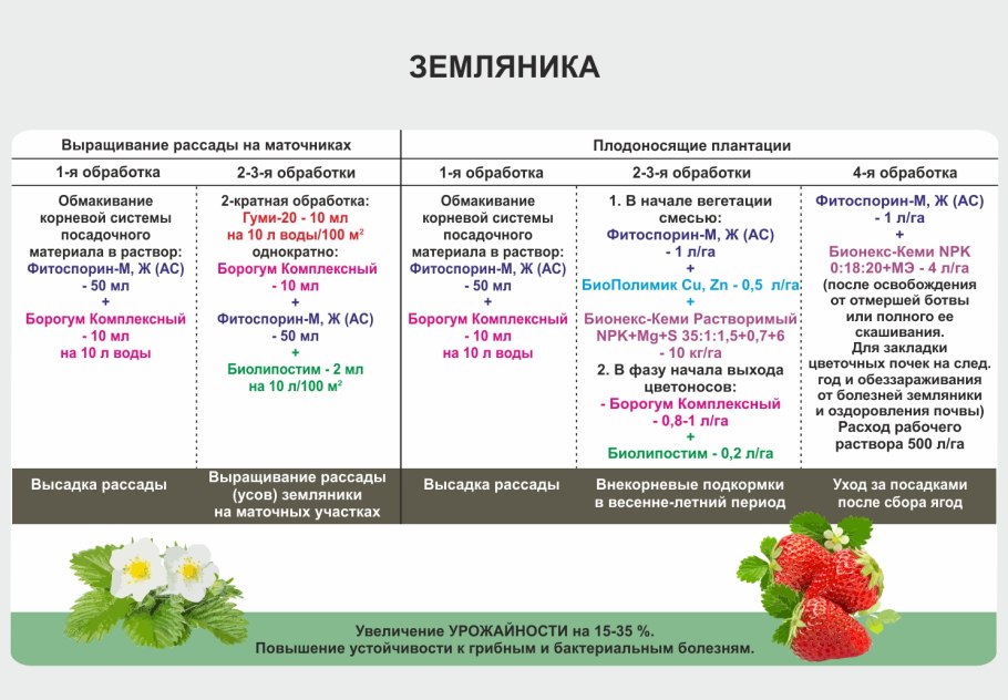 Ремонтантная клубника грядки