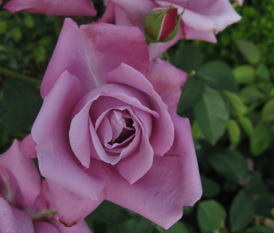 Чайно гибридная Charles de Gaulle