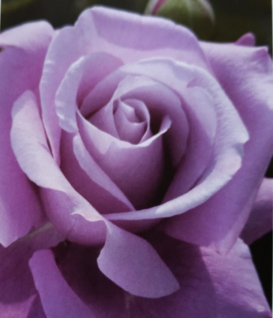 Роза Шарль де Голль в ландшафтном дизайне