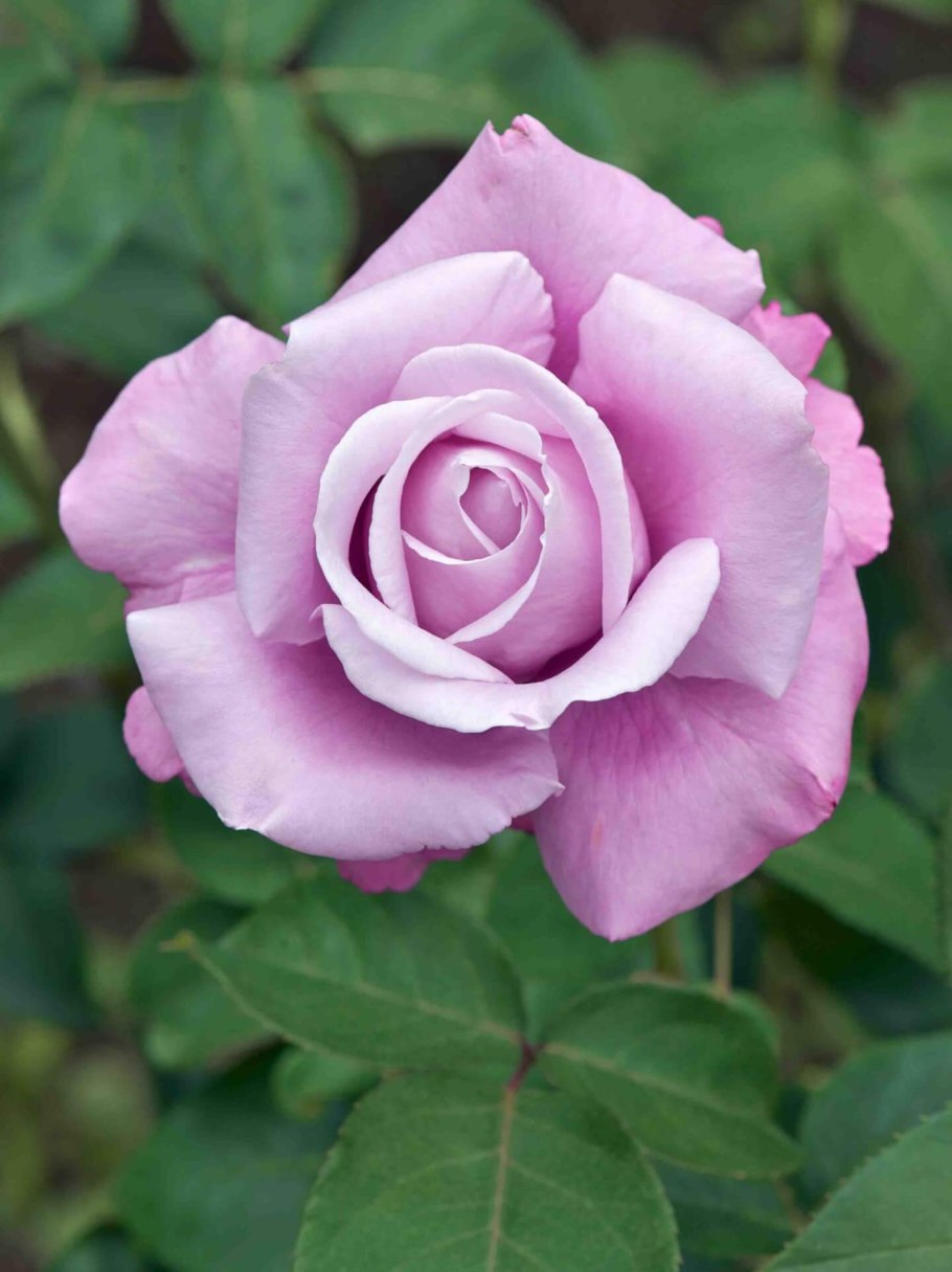 Роза Шарль де миль