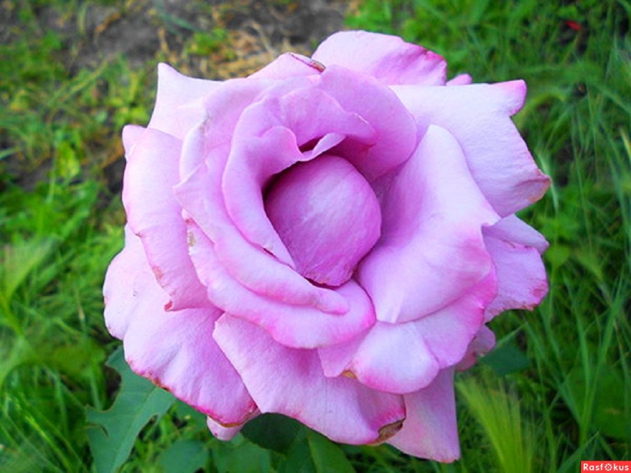 Чайно-гибридная Шарль де голь