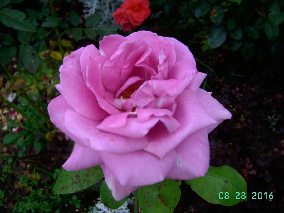 Сорт розы Шарль де Голль