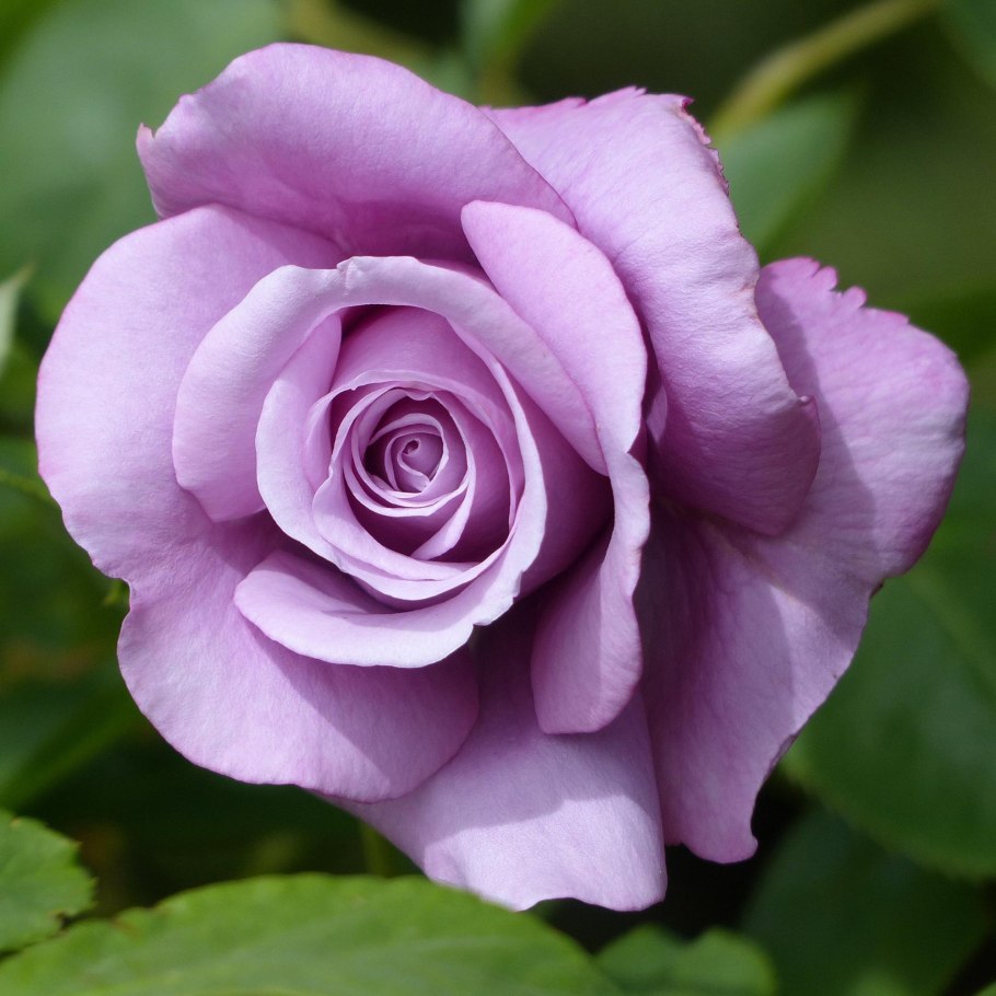 Роза чайно-гибридная Шарль де Голль