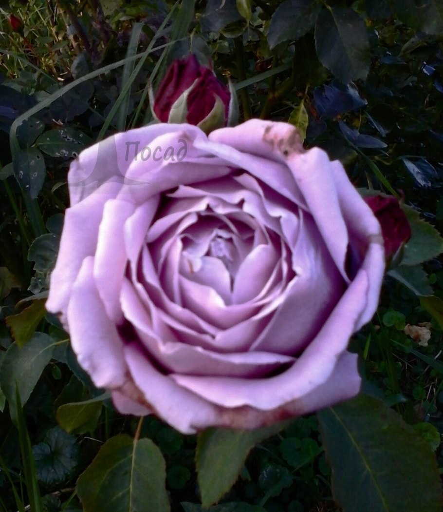 Роза чайно-гибридная Шарль де Голль