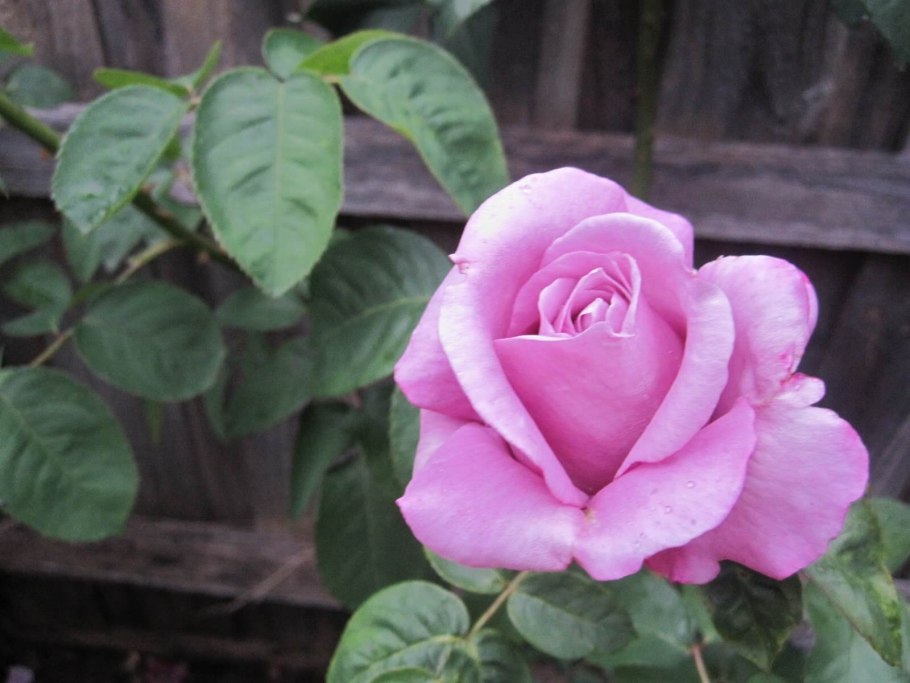 Роза чайно-гибридная Шарль де голь