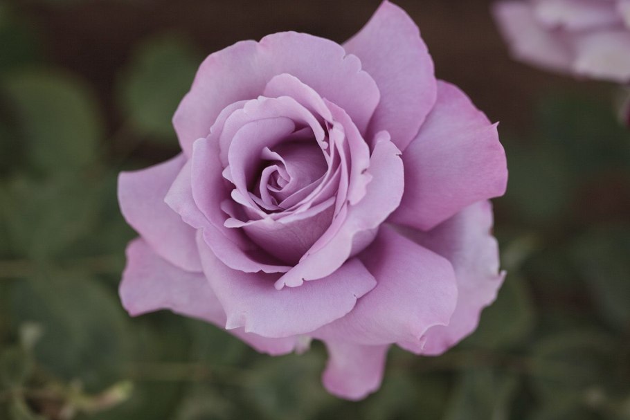 Кордес флорибунда Новалис