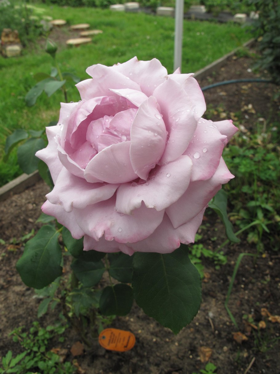 Роза Блю Вандер