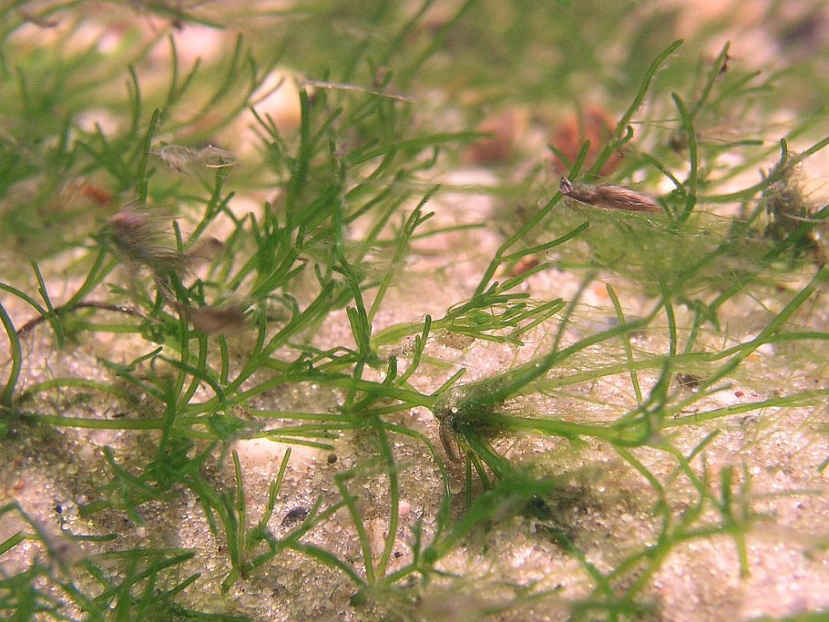 Харовые водоросли Хара