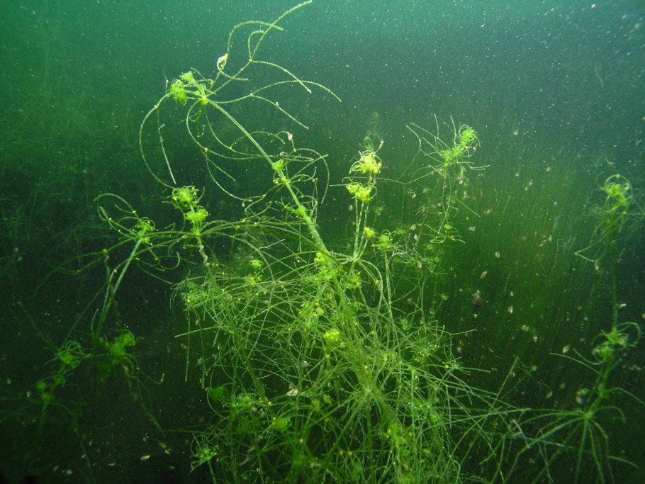 Харовые водоросли нителла